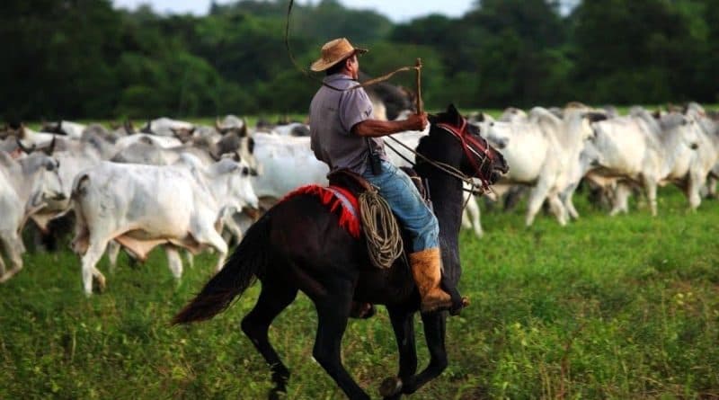 Los Llanos Wildlife Safari: South America's Untamed Savanna - 1