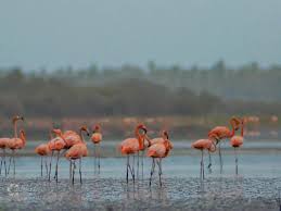 Parque Nacional Morrocoy - 6