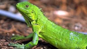 Relámpago del Catatumbo - 5