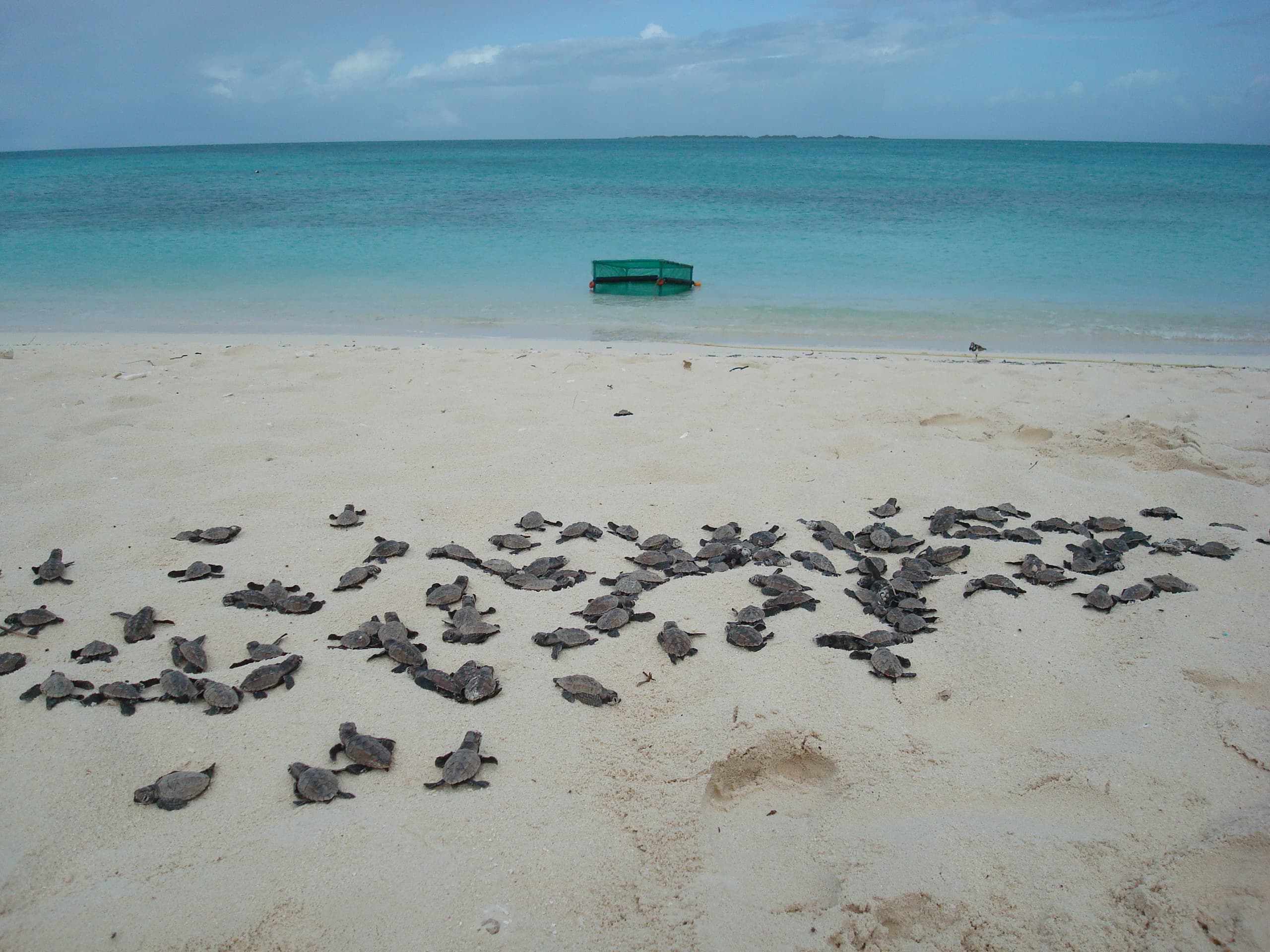 🐢Adopting a Baby Turtle at Dos Mosquises