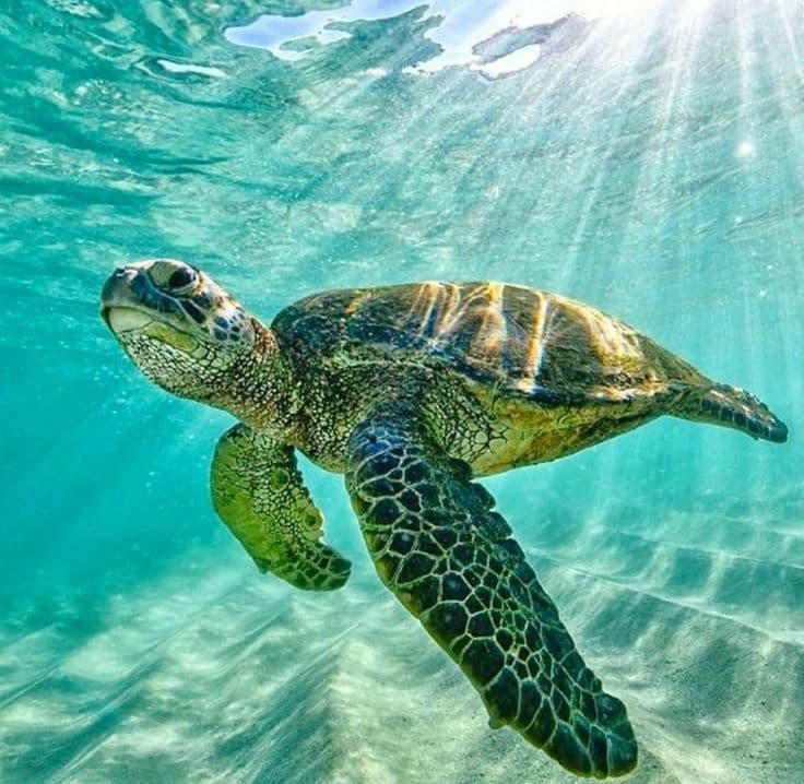 La Tortuga Island