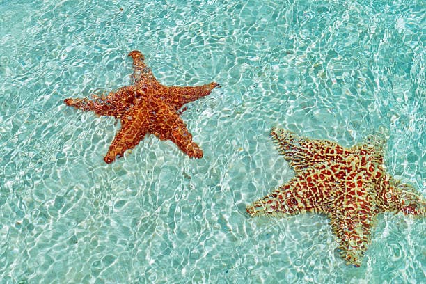Los Roques Express Getaway (2D/1N)